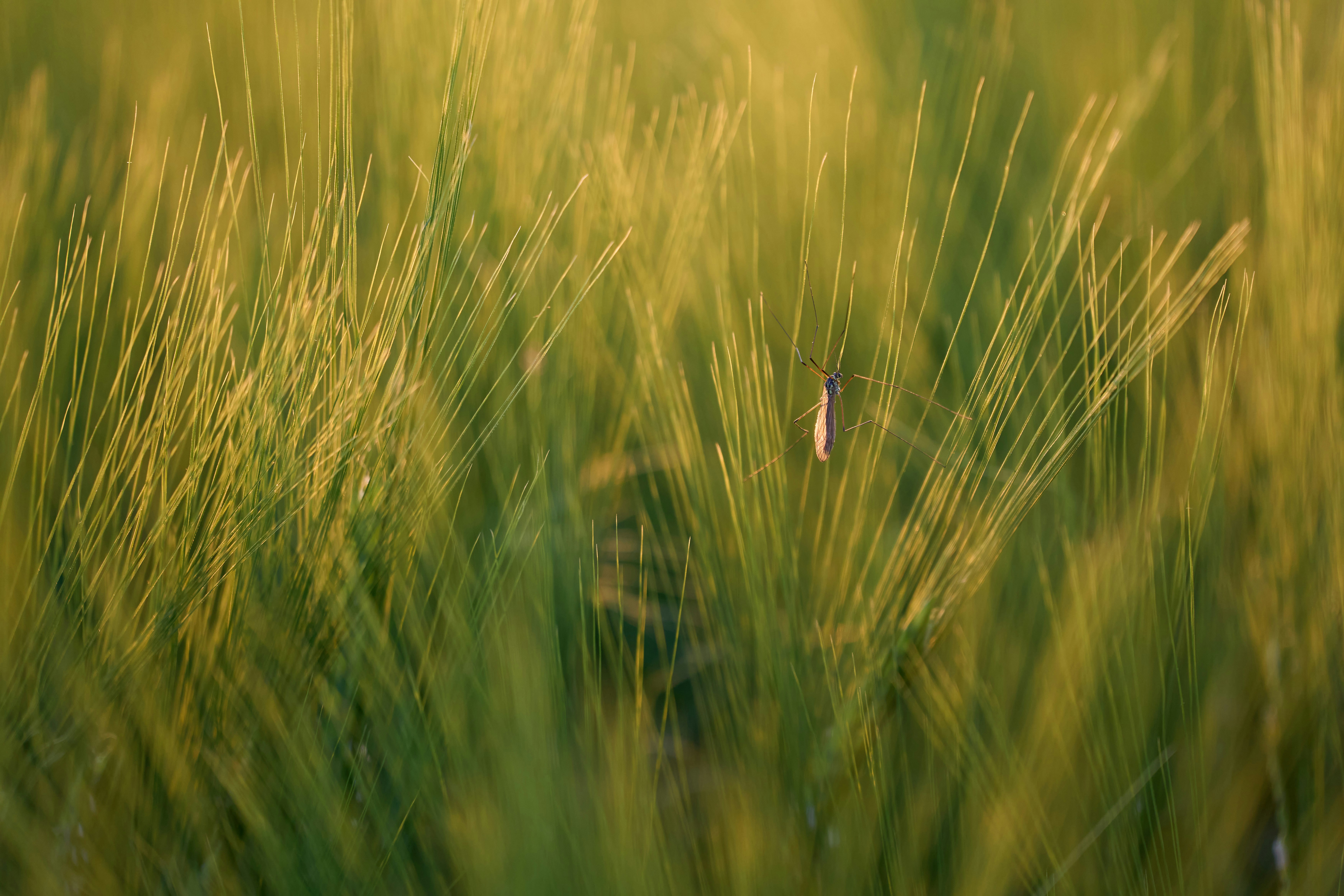 Photo by wolfgang_hasselmann