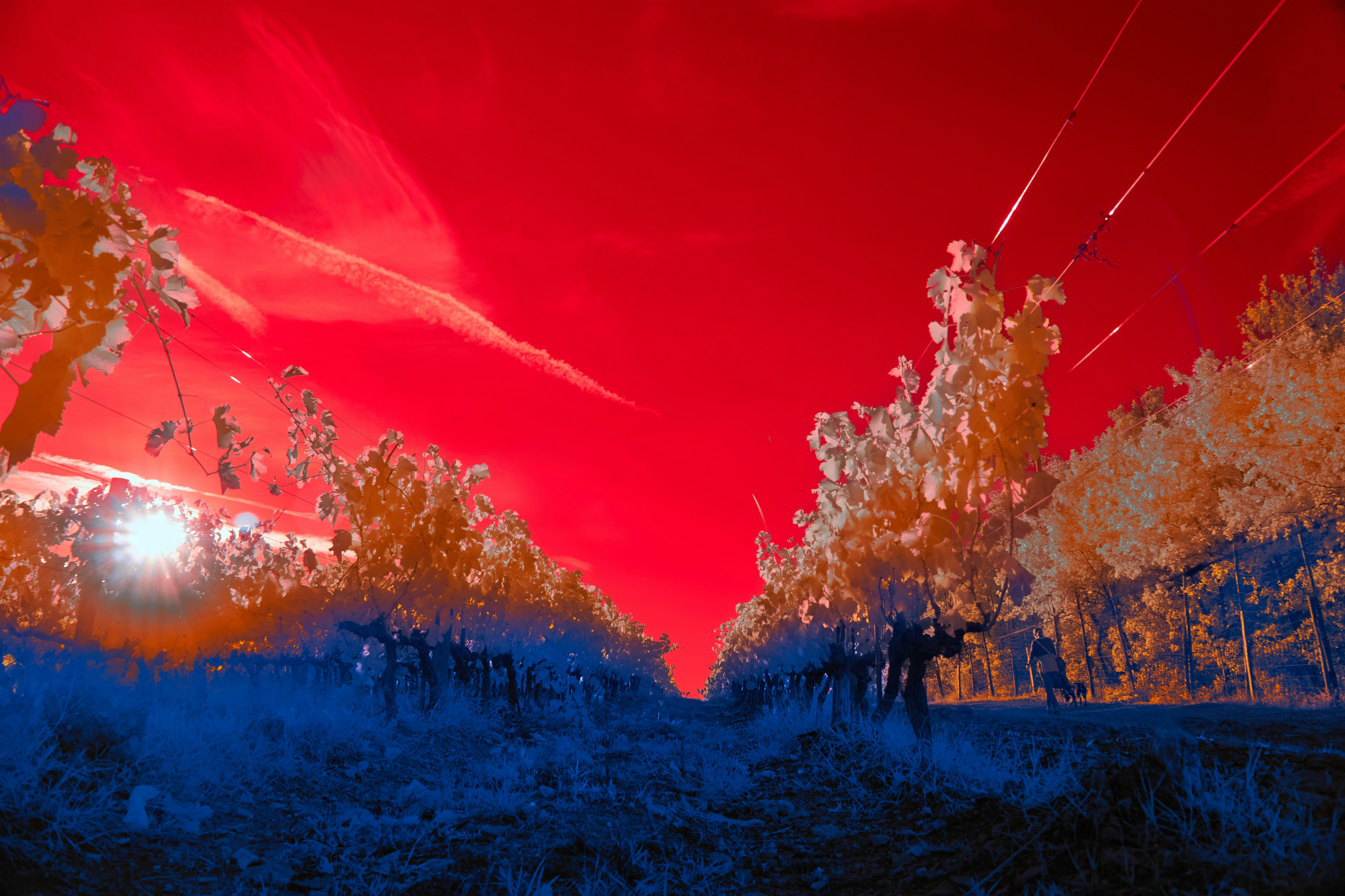 Photo by wolfgang_hasselmann