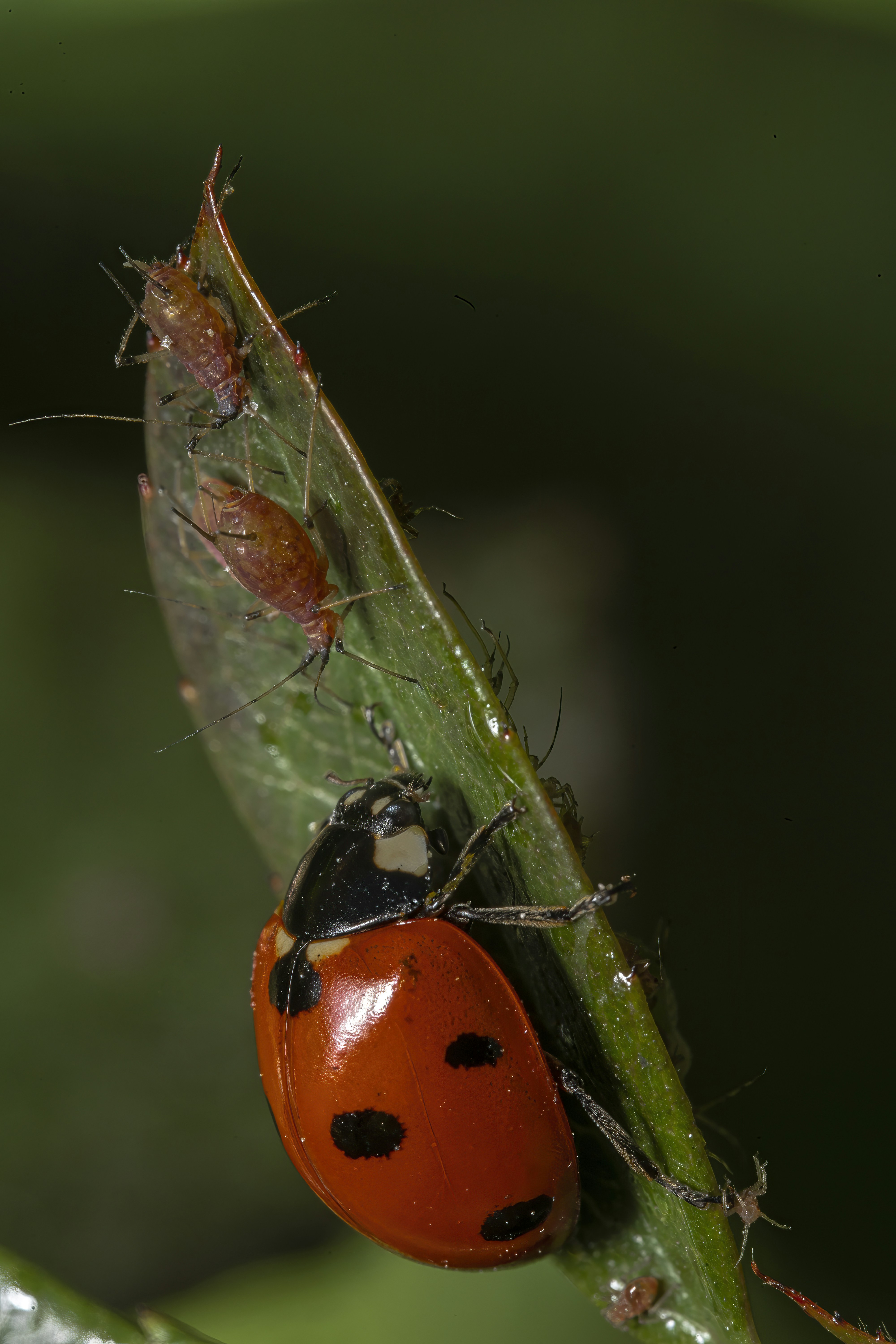 a close up of a bug on a leaf