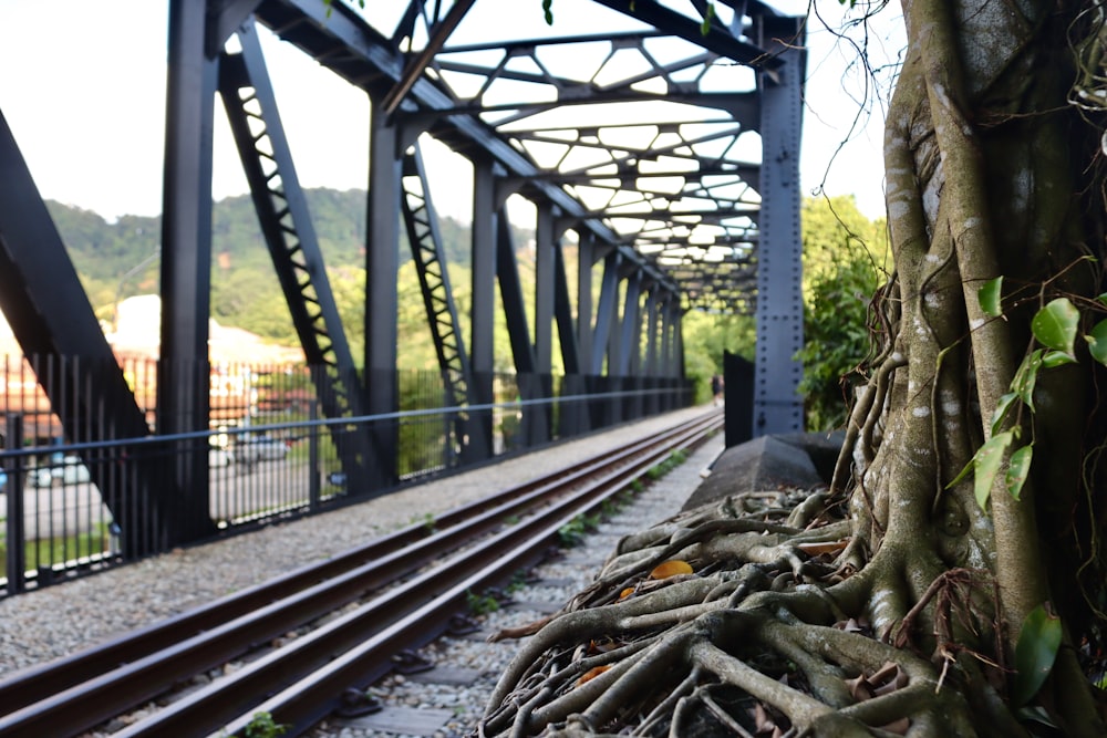 a train track with a tree growing on the side of it
