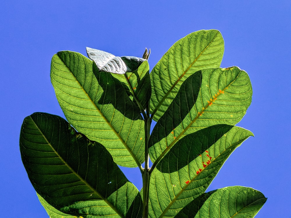 a green leaf with a blue sky in the background