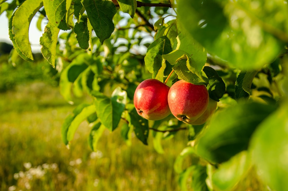 two apples hanging from a tree in a field