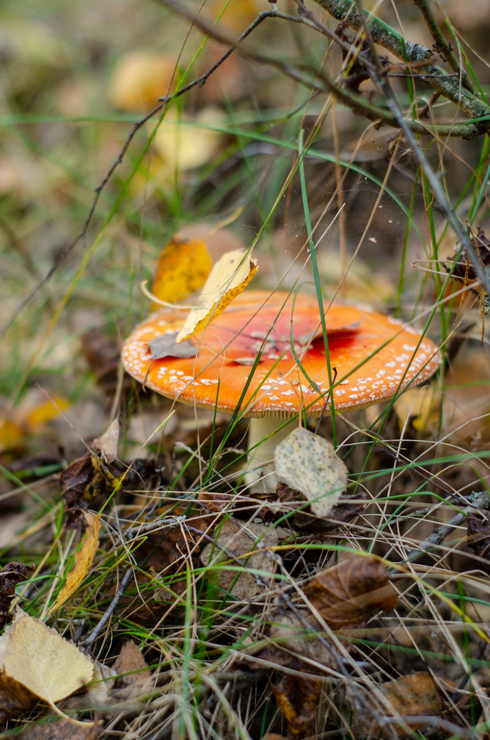 a small orange mushroom sitting on the ground