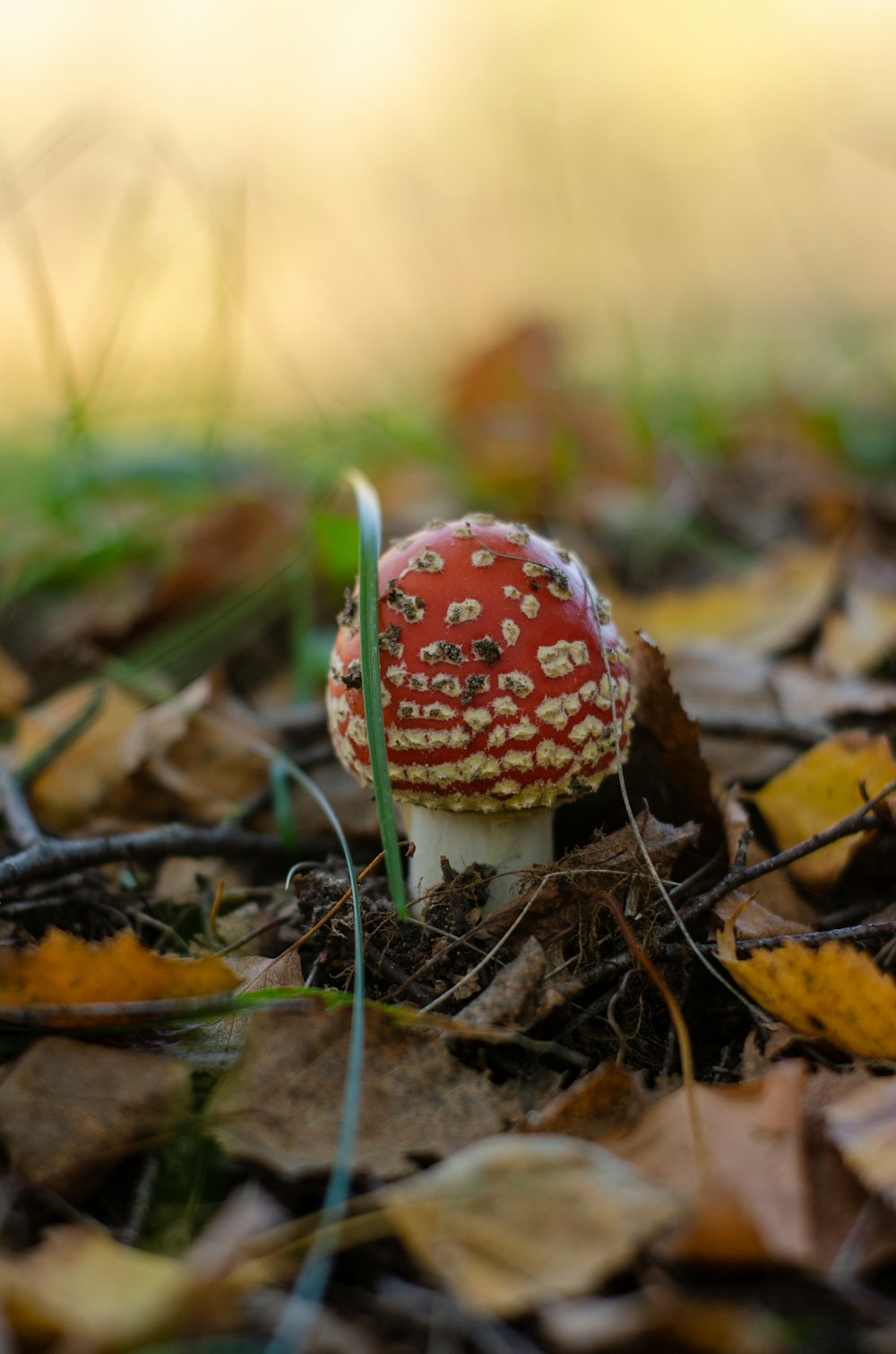 a red mushroom sitting on top of a pile of leaves