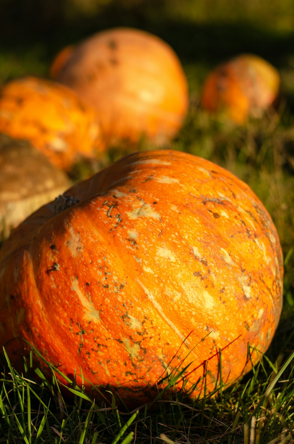 a group of oranges sitting on top of a lush green field