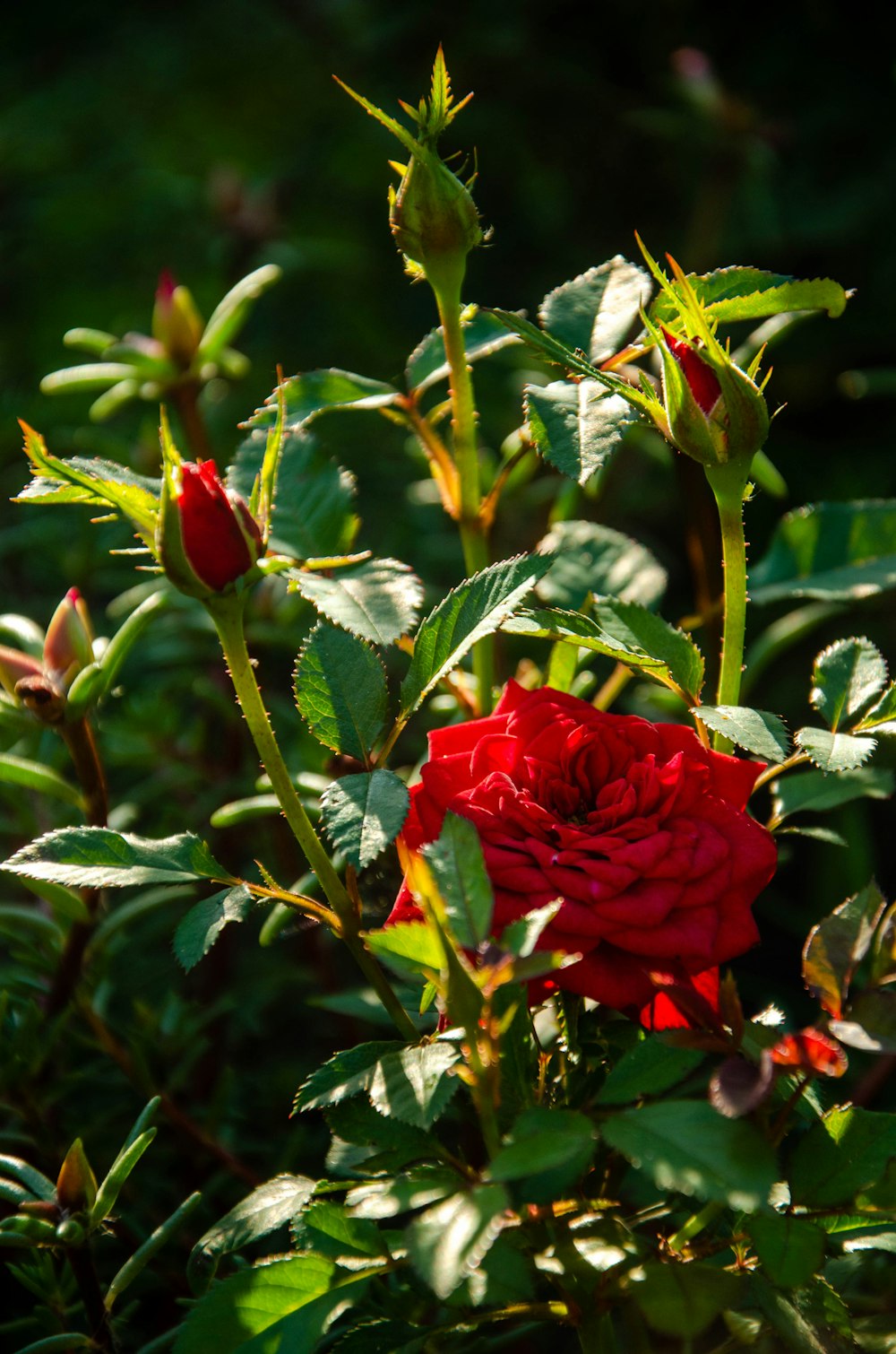 a red rose is blooming in a garden