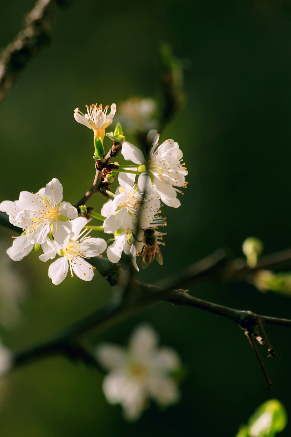 a close up of a flower on a tree branch