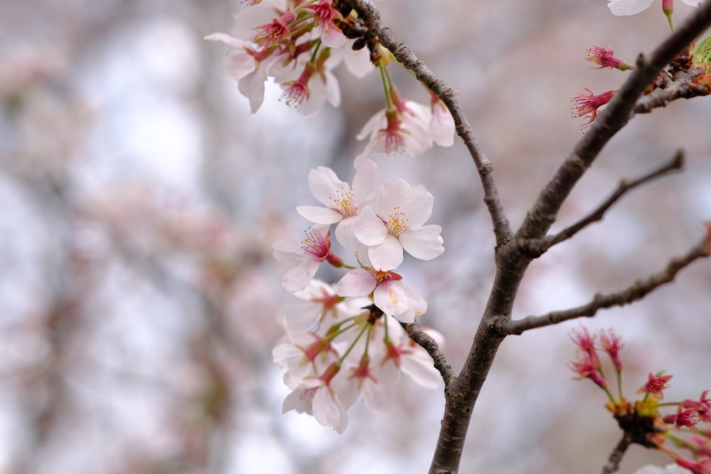 a close up of a tree with pink flowers