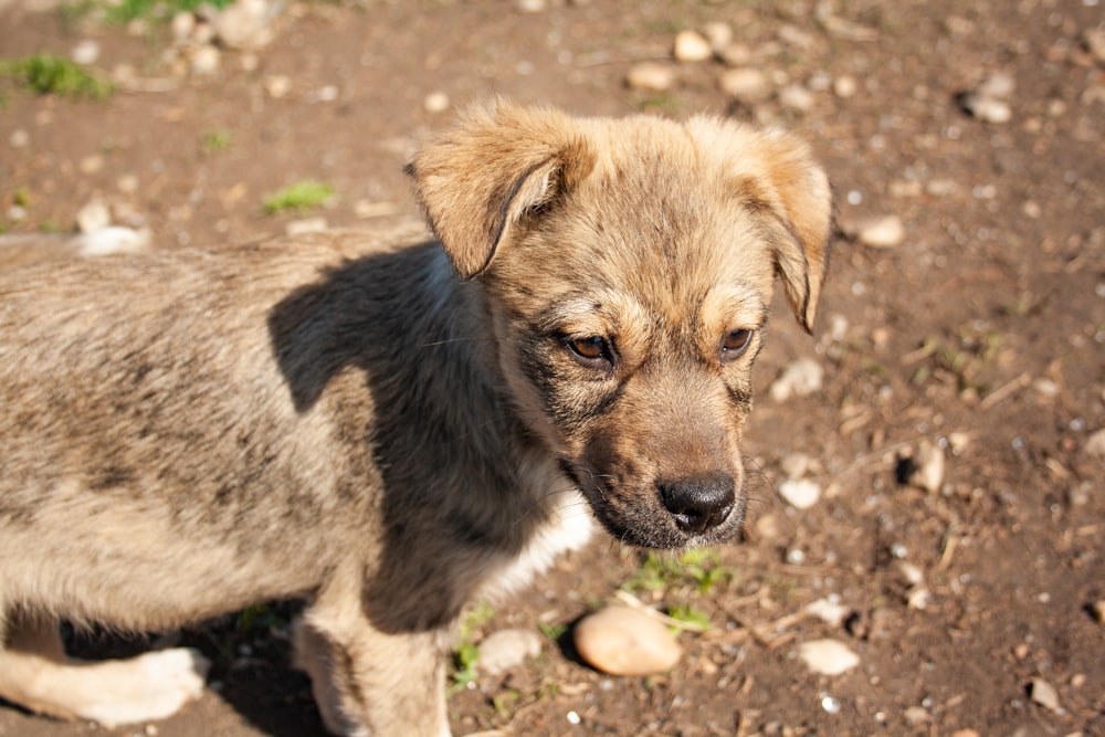 a small brown dog standing on top of a dirt field