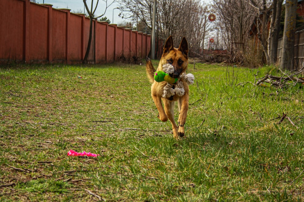 a dog running with a toy in its mouth
