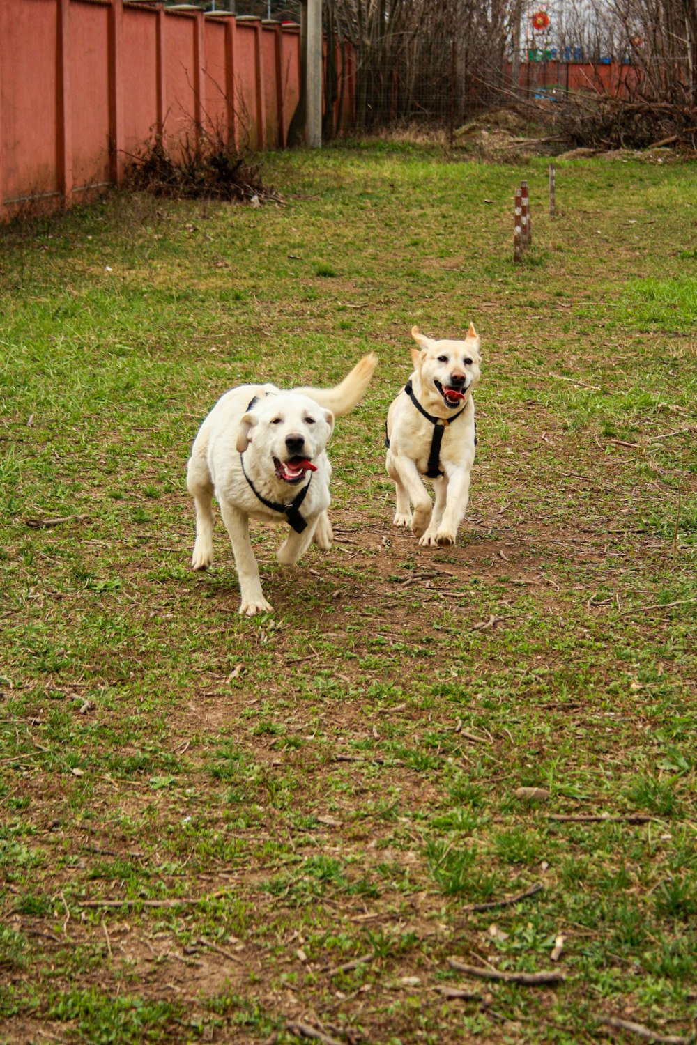 a couple of dogs running across a grass covered field