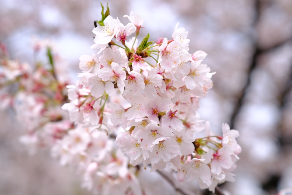 a close up of a tree with pink flowers