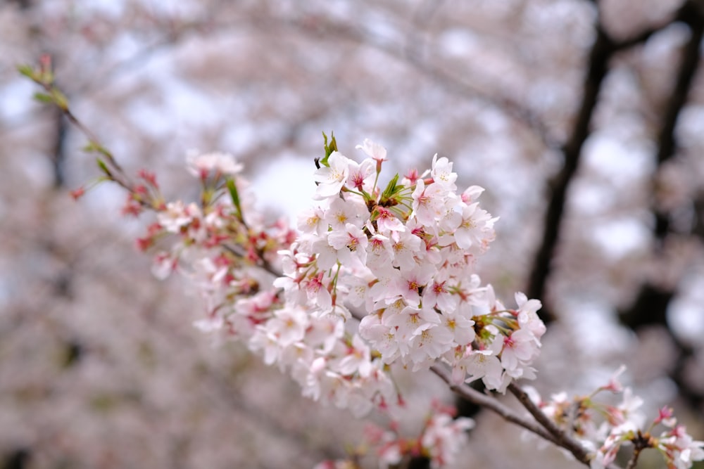 a close up of a tree with white flowers