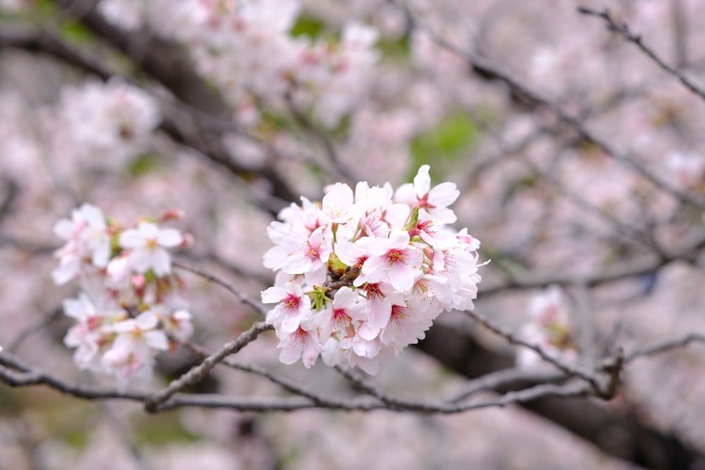 a close up of a tree with pink flowers