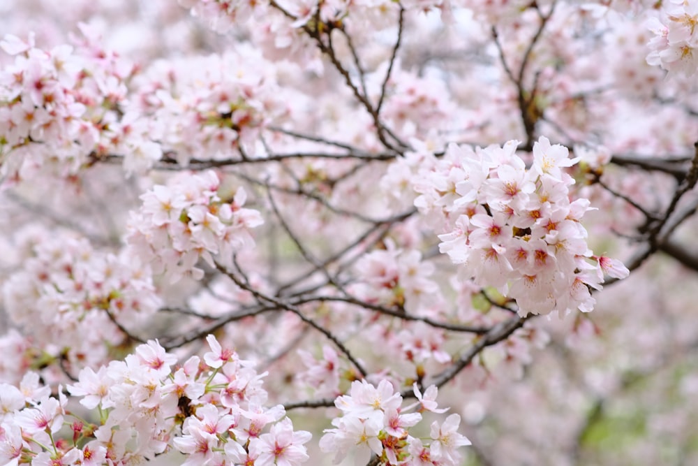 a close up of a tree with pink flowers