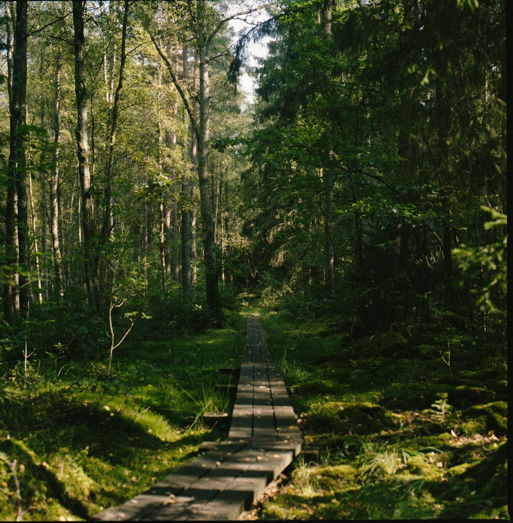 a wooden walkway in the middle of a forest