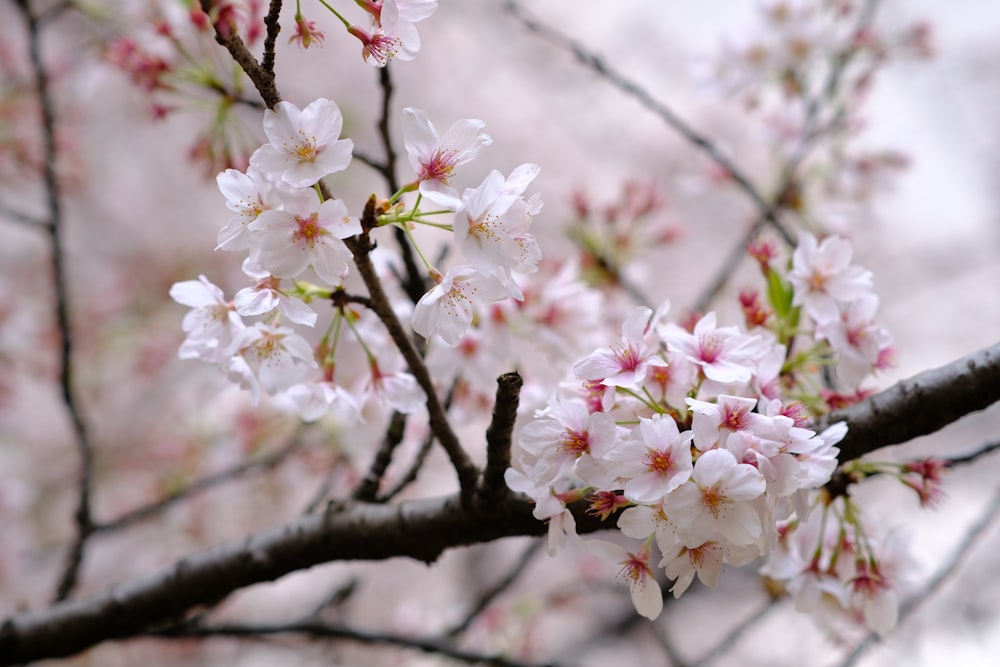 a branch of a tree with white and pink flowers