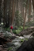 A person with a red backpack walks through a dense forest with tall trees. The ground is lush with ferns and dappled sunlight filters through the tree canopy, creating a serene and natural atmosphere.