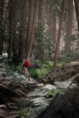 A person with a red backpack walks through a dense forest with tall trees. The ground is lush with ferns and dappled sunlight filters through the tree canopy, creating a serene and natural atmosphere.