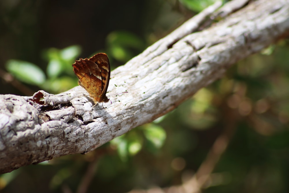 a brown and white butterfly sitting on a tree branch