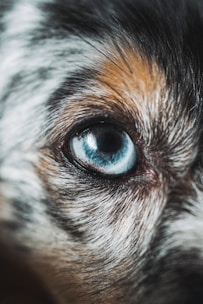 A close-up view of a dog's eye, showcasing intricate details of its fur and the bright blue color of the eye. The fur has various shades including black, white, and brown, framing the expressive and vivid eye. The focus is tight on the eye, giving a sense of sharpness and clarity.