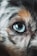 A close-up view of a dog's eye, showcasing intricate details of its fur and the bright blue color of the eye. The fur has various shades including black, white, and brown, framing the expressive and vivid eye. The focus is tight on the eye, giving a sense of sharpness and clarity.