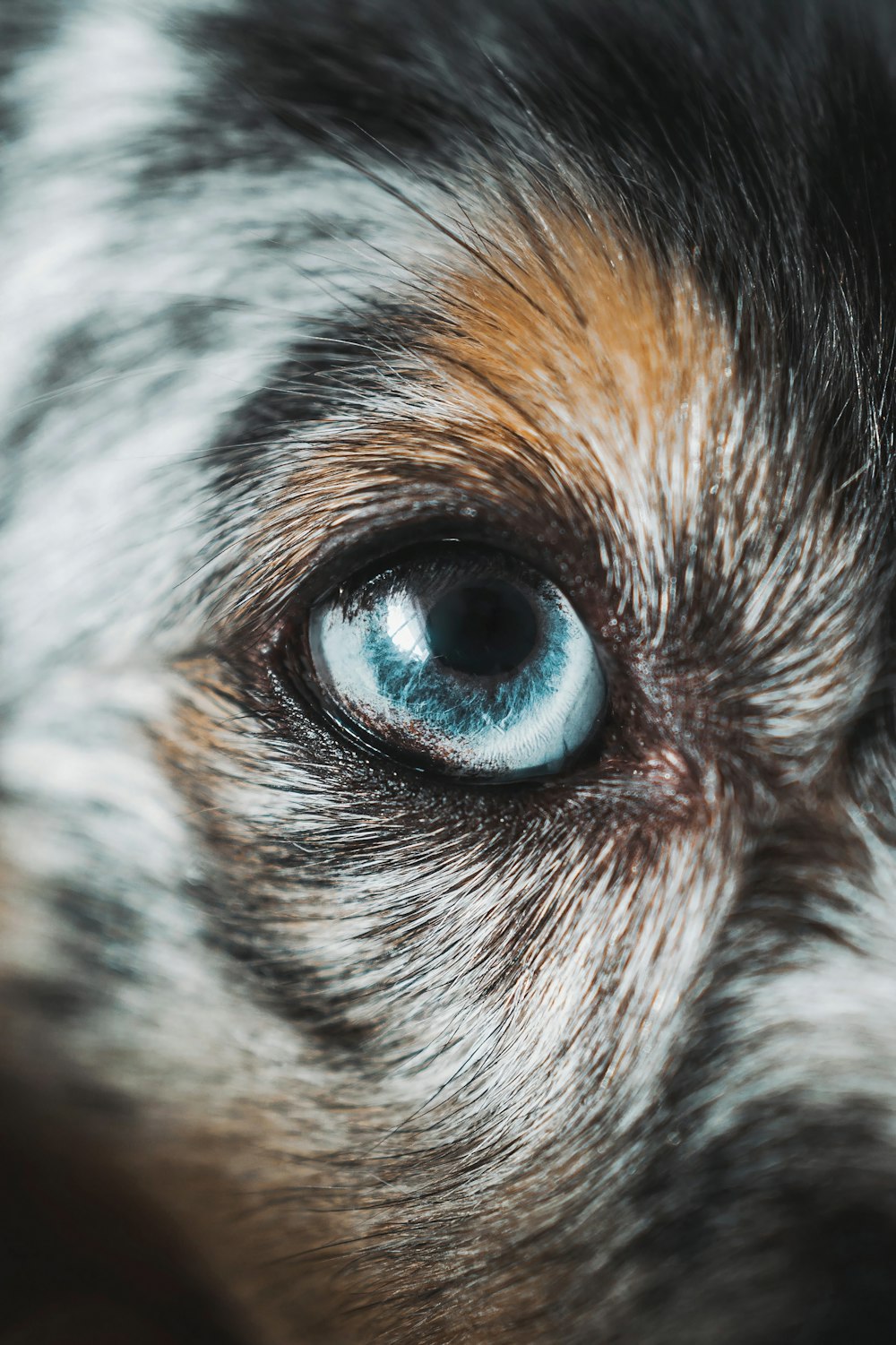 a close up of a dog's blue eye