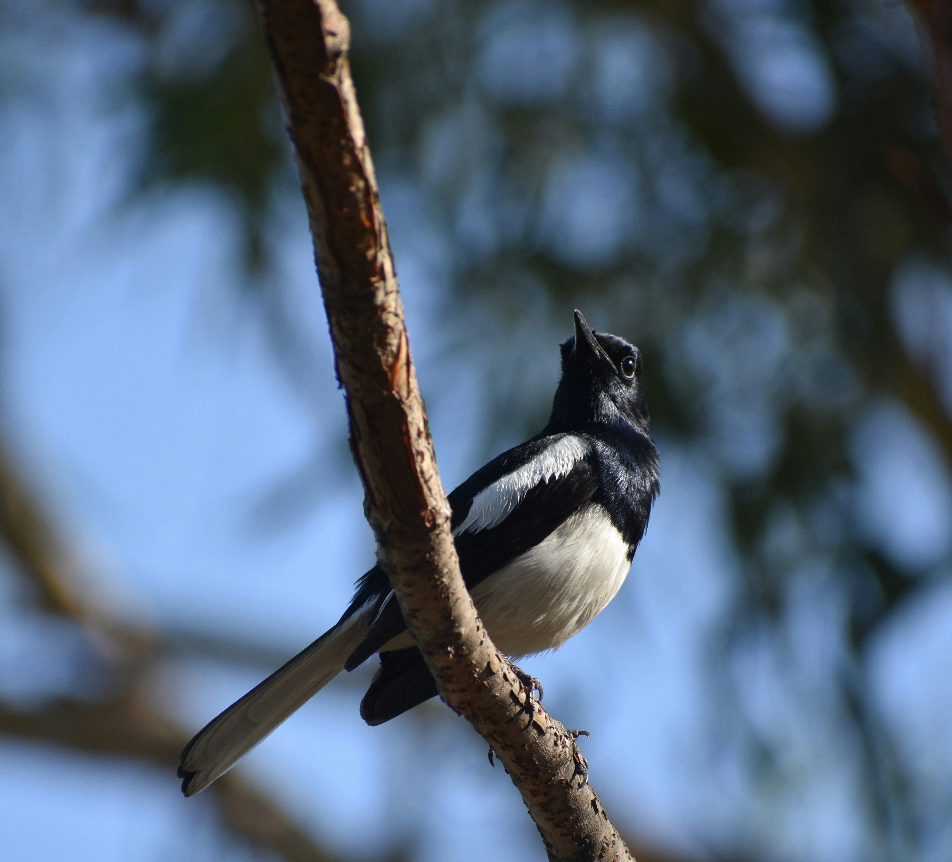 鳥と木の枝 bird-standing-tree-