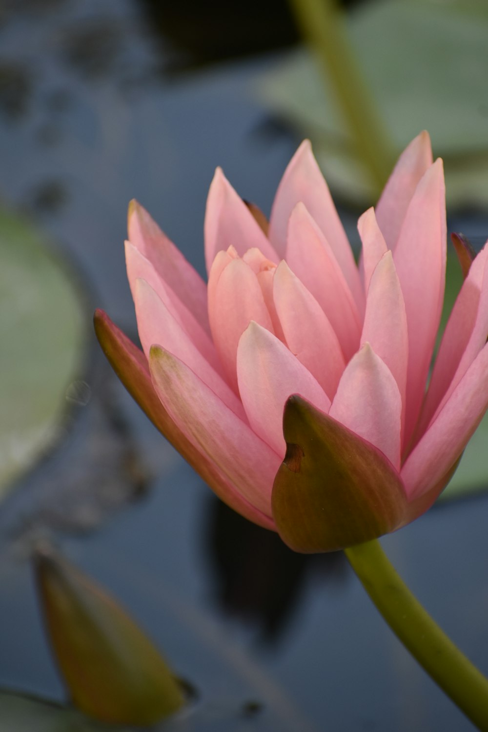 a pink flower is blooming in a pond