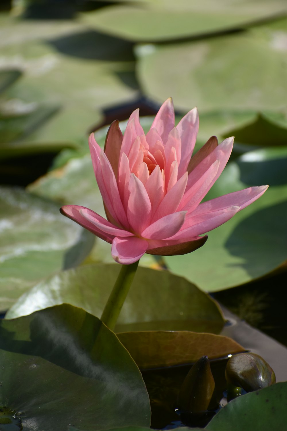 a pink water lily in a pond with lily pads