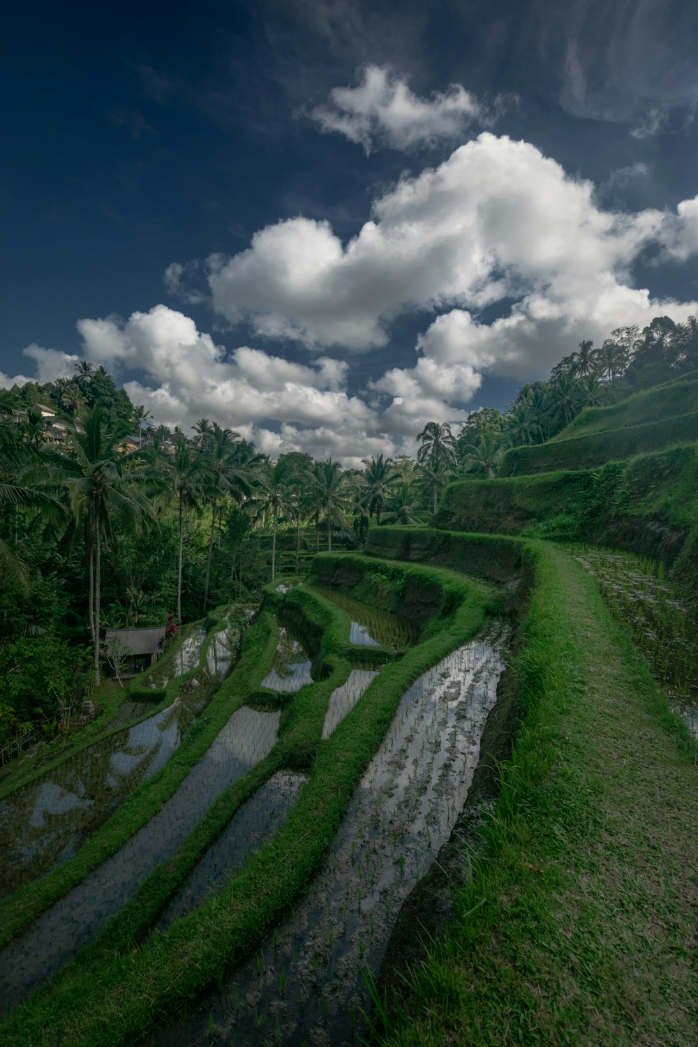 una exuberante ladera verde cubierta de mucha agua