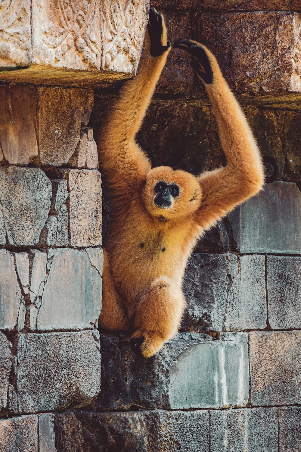 a monkey hanging upside down on a brick wall