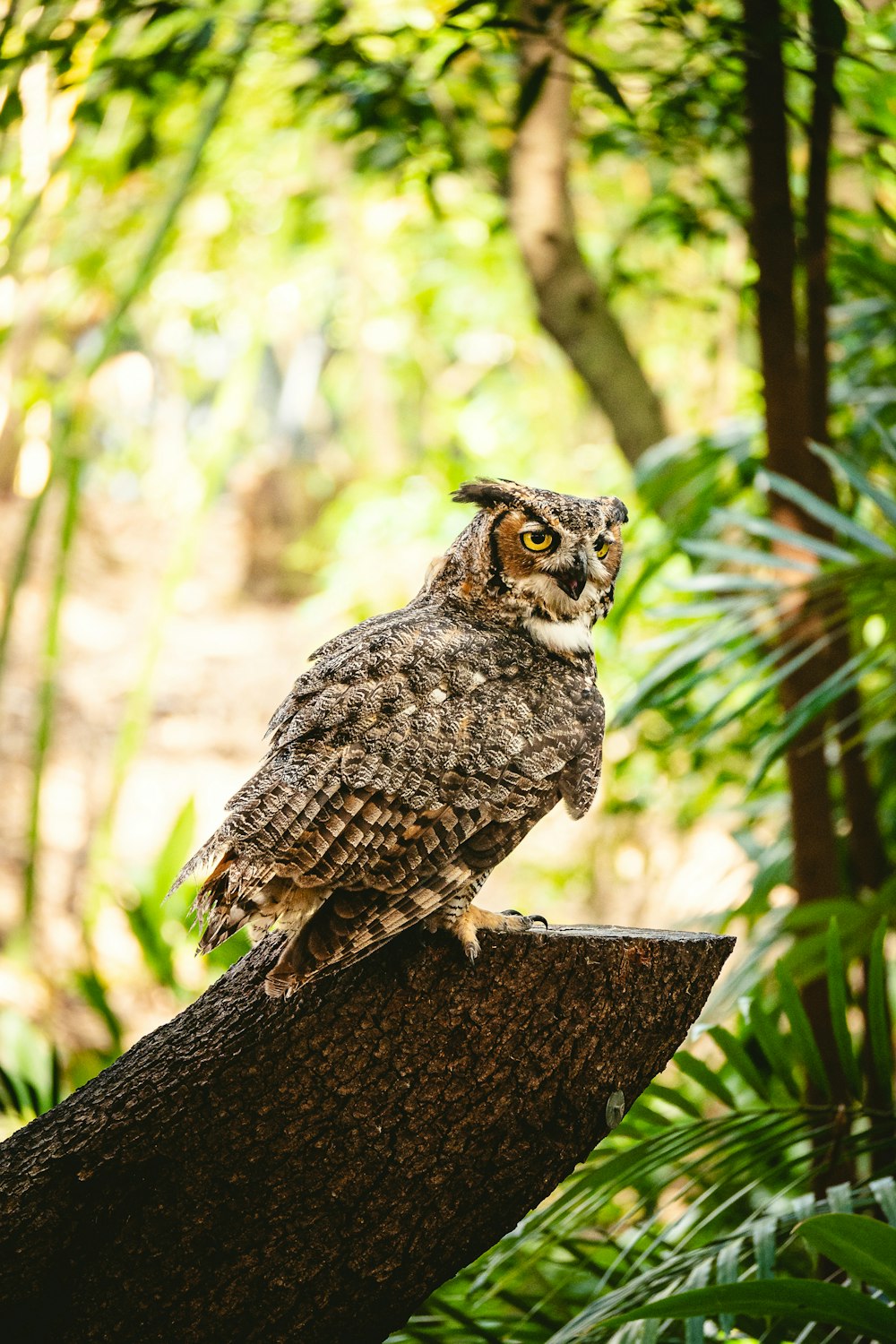 uma coruja sentada em um galho de árvore em uma floresta