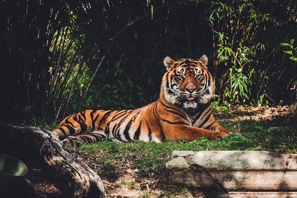 Un tigre tendido en la hierba cerca de algunos árboles