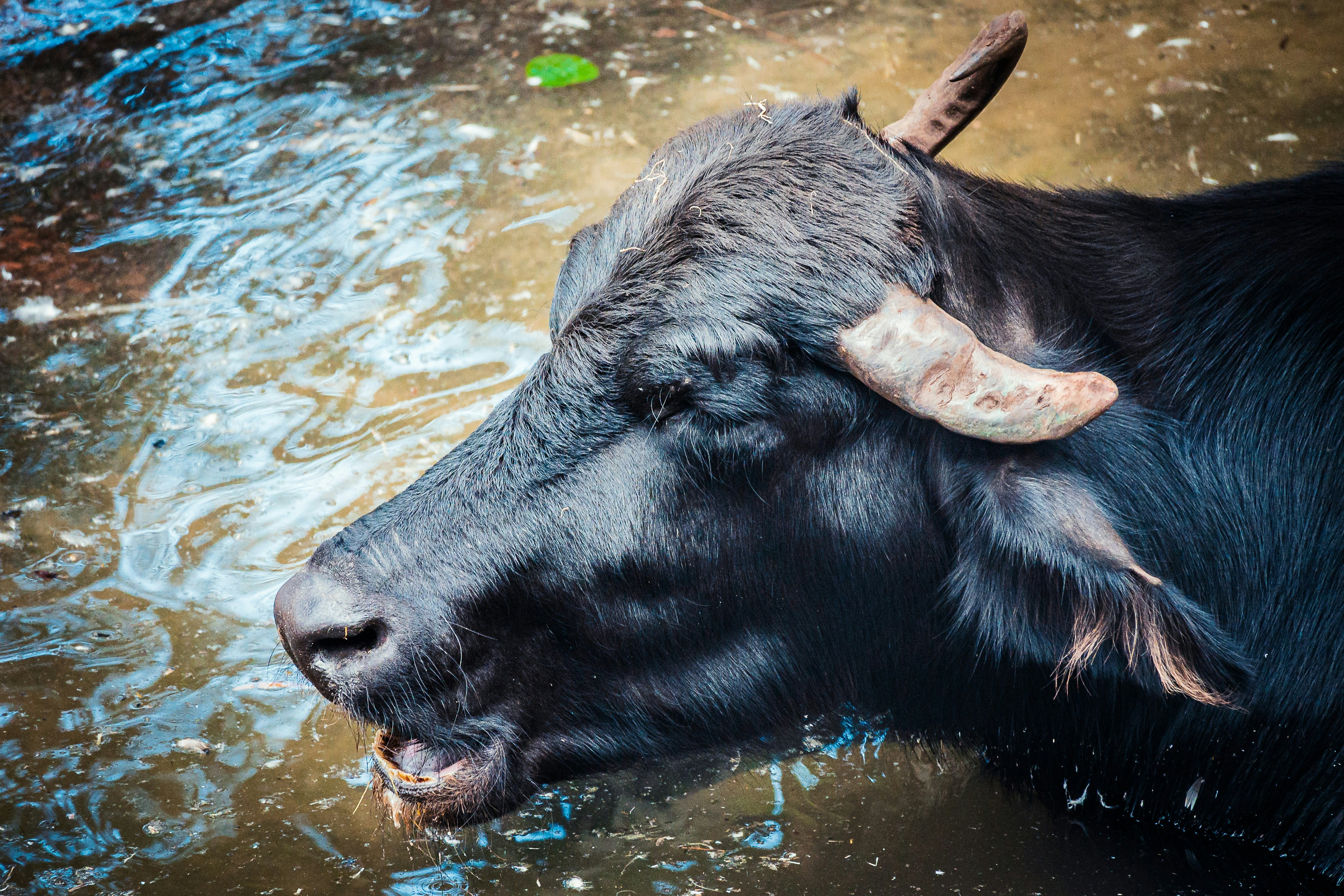 a black cow with horns standing in a body of water