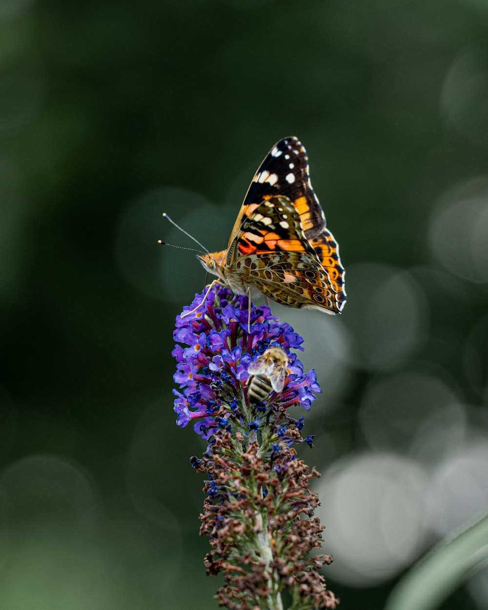 a butterfly sitting on top of a purple flower