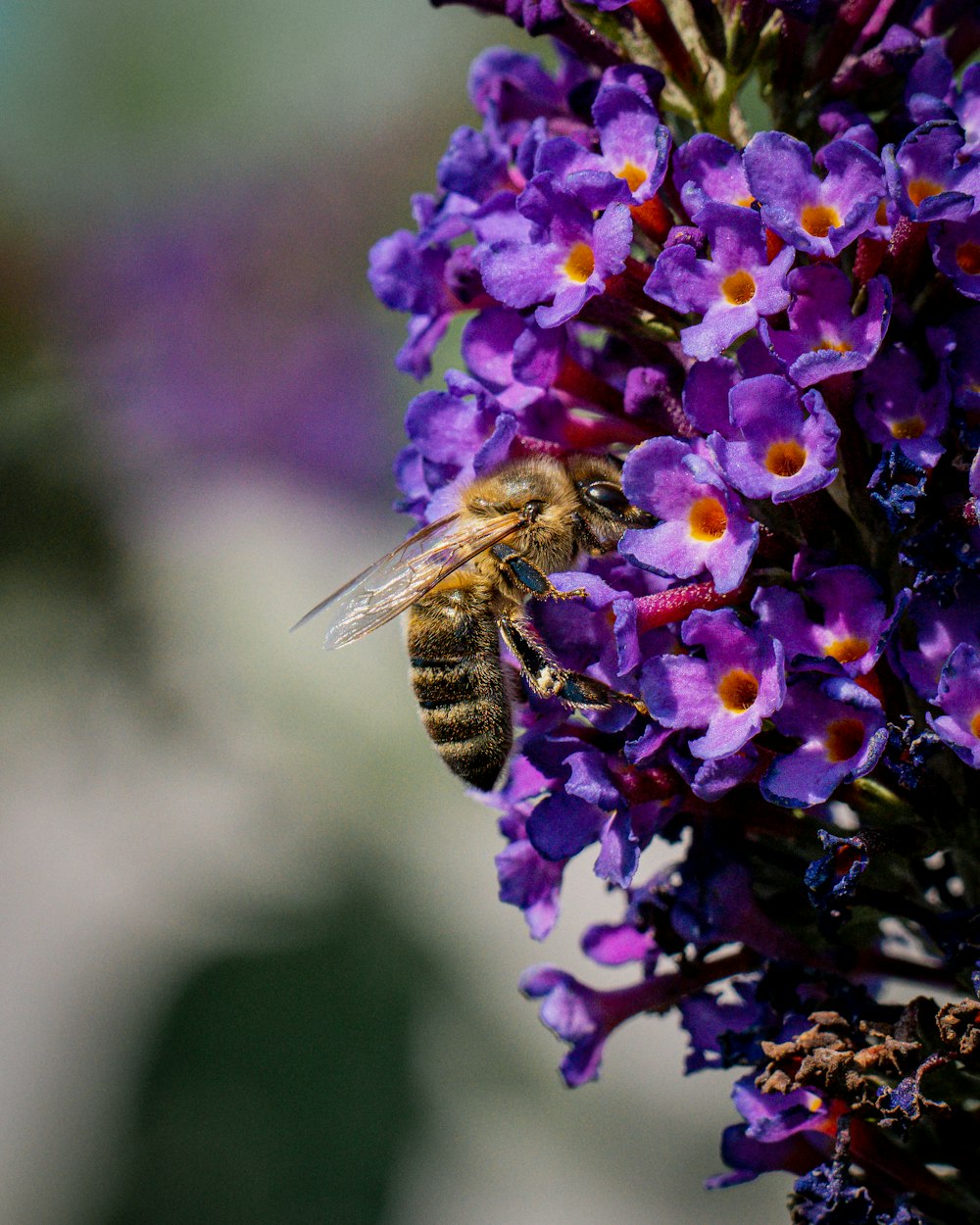 a bee that is sitting on some purple flowers