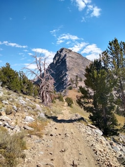 A rugged mountain path winds up towards a rocky peak under a bright blue sky scattered with a few clouds. Barren trees and green conifers line the path, while rocks and sparse vegetation cover the ground.