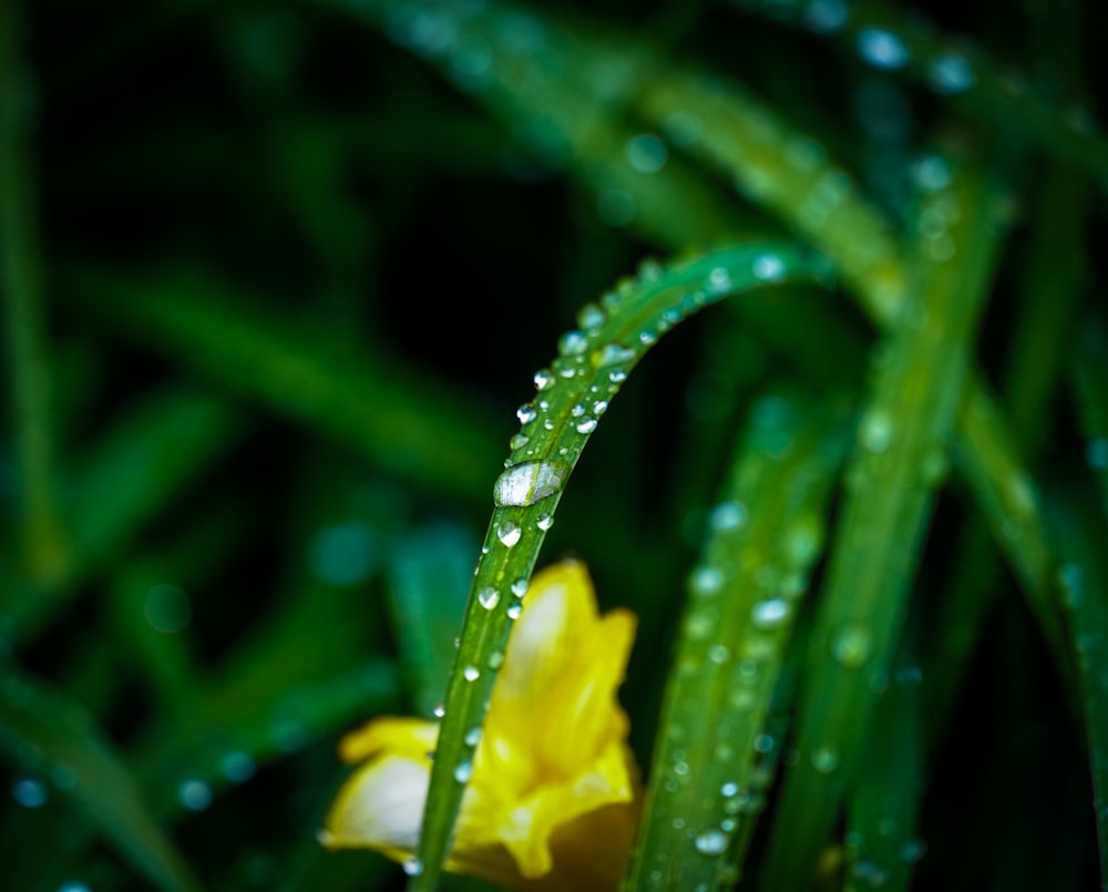 a yellow flower with water droplets on it