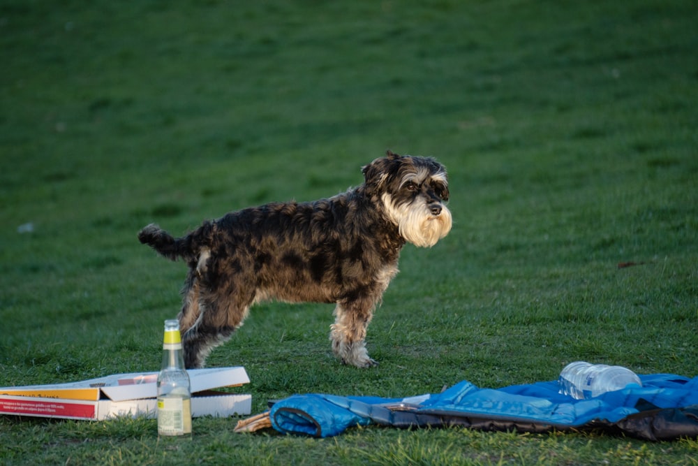 a dog standing on top of a lush green field