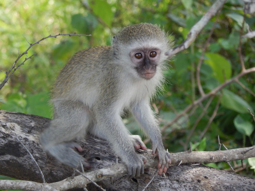 a small monkey sitting on a tree branch