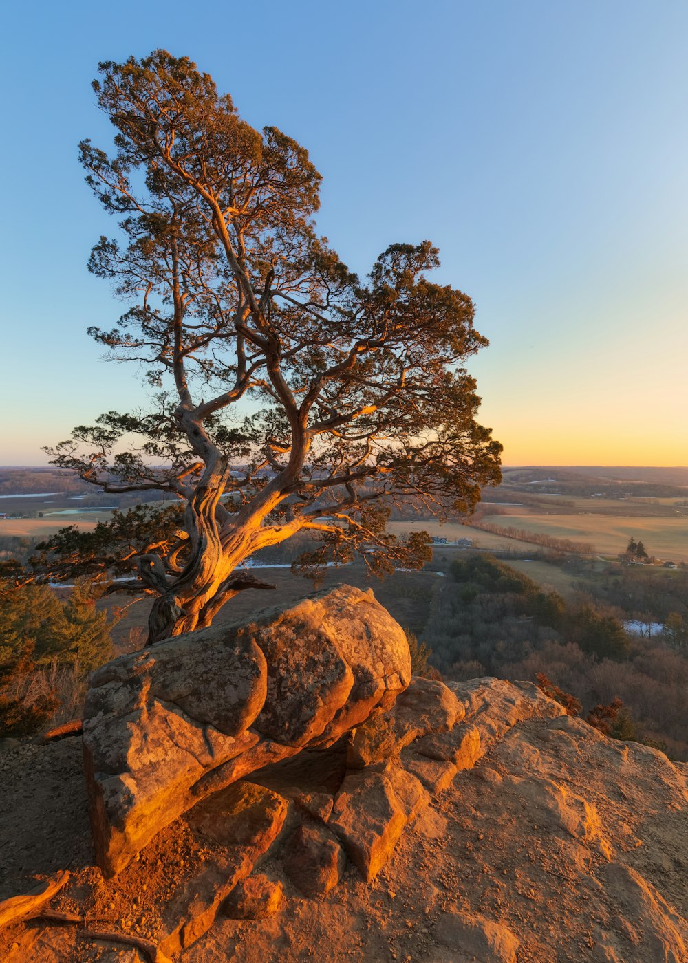 a lone tree on top of a rocky outcropping