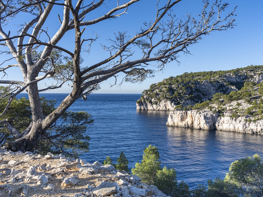 a large body of water surrounded by trees