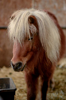 Kids brushing and caring for ponies in a stable setting