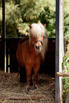 Children happily brushing and feeding ponies in a bright stable.