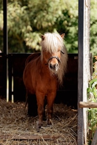 Pony Welsh Elegante