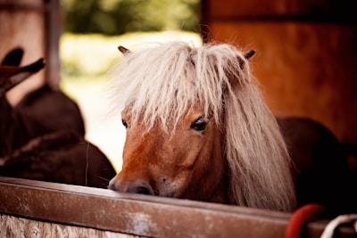 a close up of a horse in a stable
