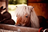 a close up of a horse in a stable