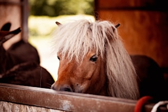 a close up of a horse in a stable