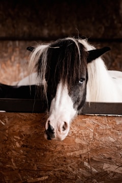 A black and white horse with a distinctive black mane and white markings looks over a wooden stall. The background features a textured wooden wall, creating a rustic and warm setting. The horse has an inquisitive expression.